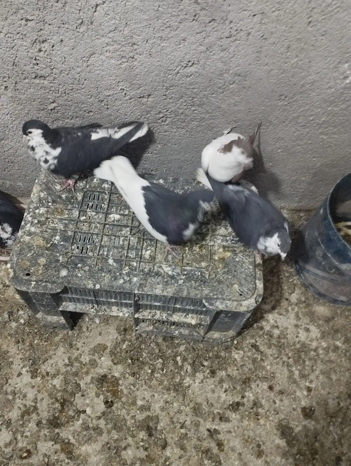 4تا ماده چپ وساده افشون|پرنده|تربت‌حیدریه, حاجی یار‎|دیوار