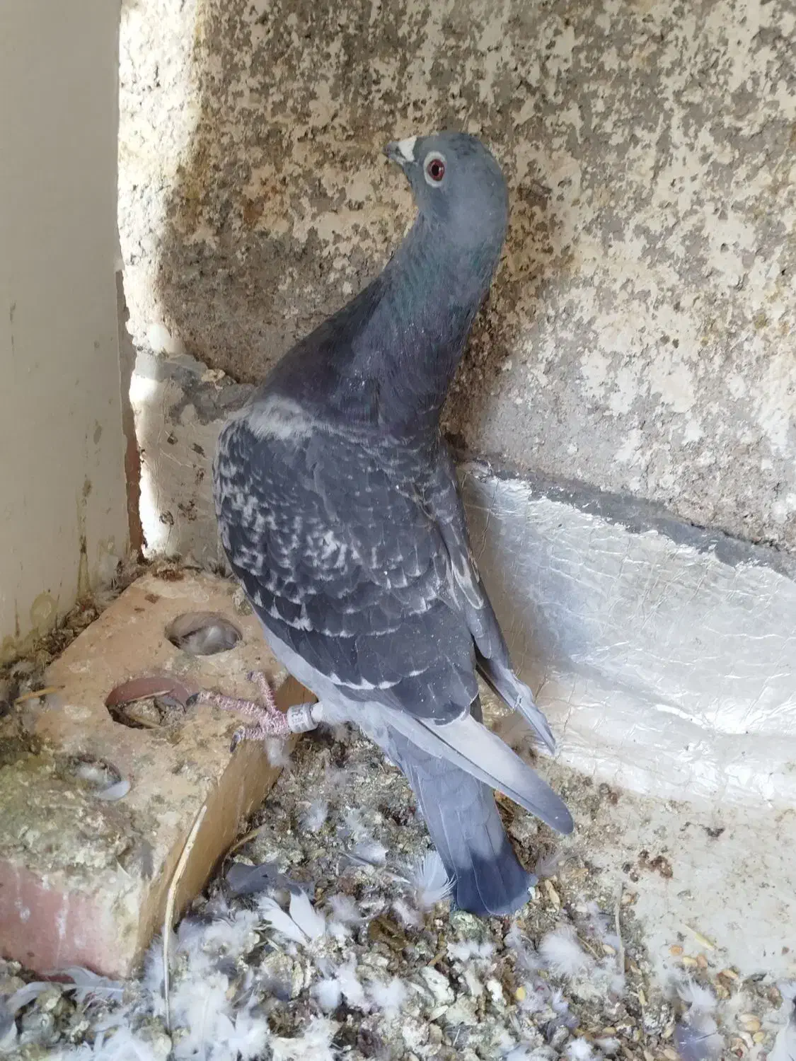 کفتر|پرنده|سرایان, |دیوار