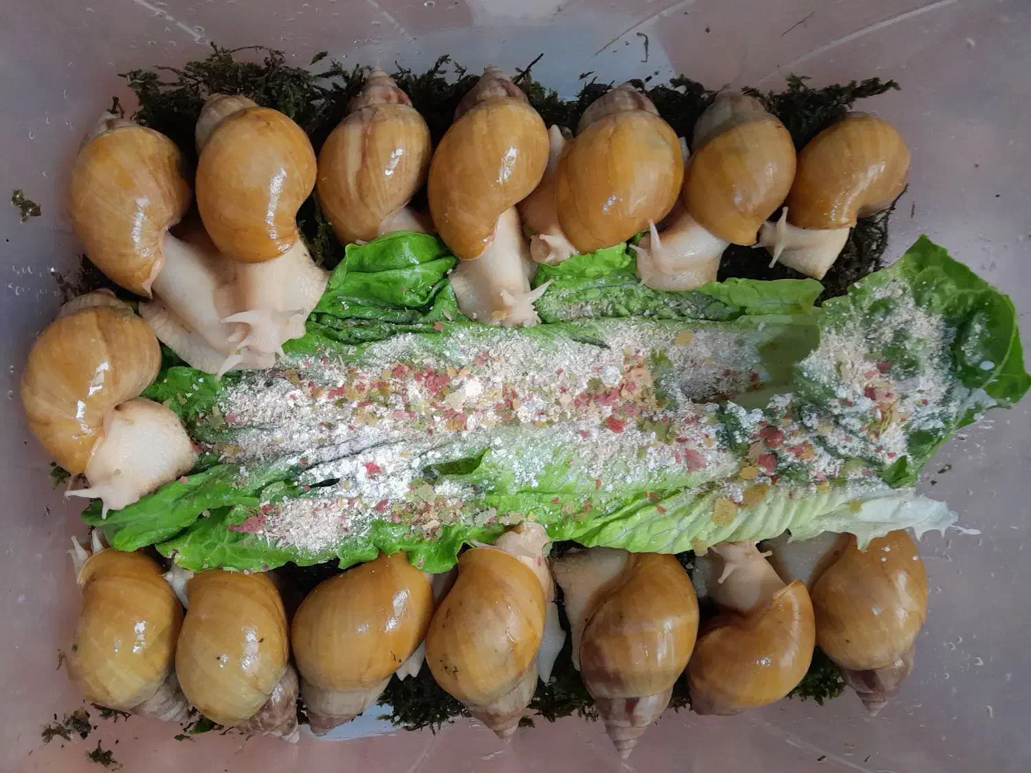 حلزون آچاتینا آلبینو|خزنده|تهران, شهرک محلاتی|دیوار