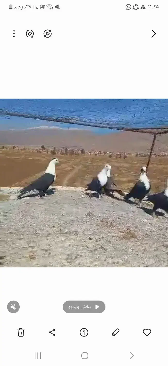 پرنده|پرنده|شیراز, کوشک بیدک|دیوار