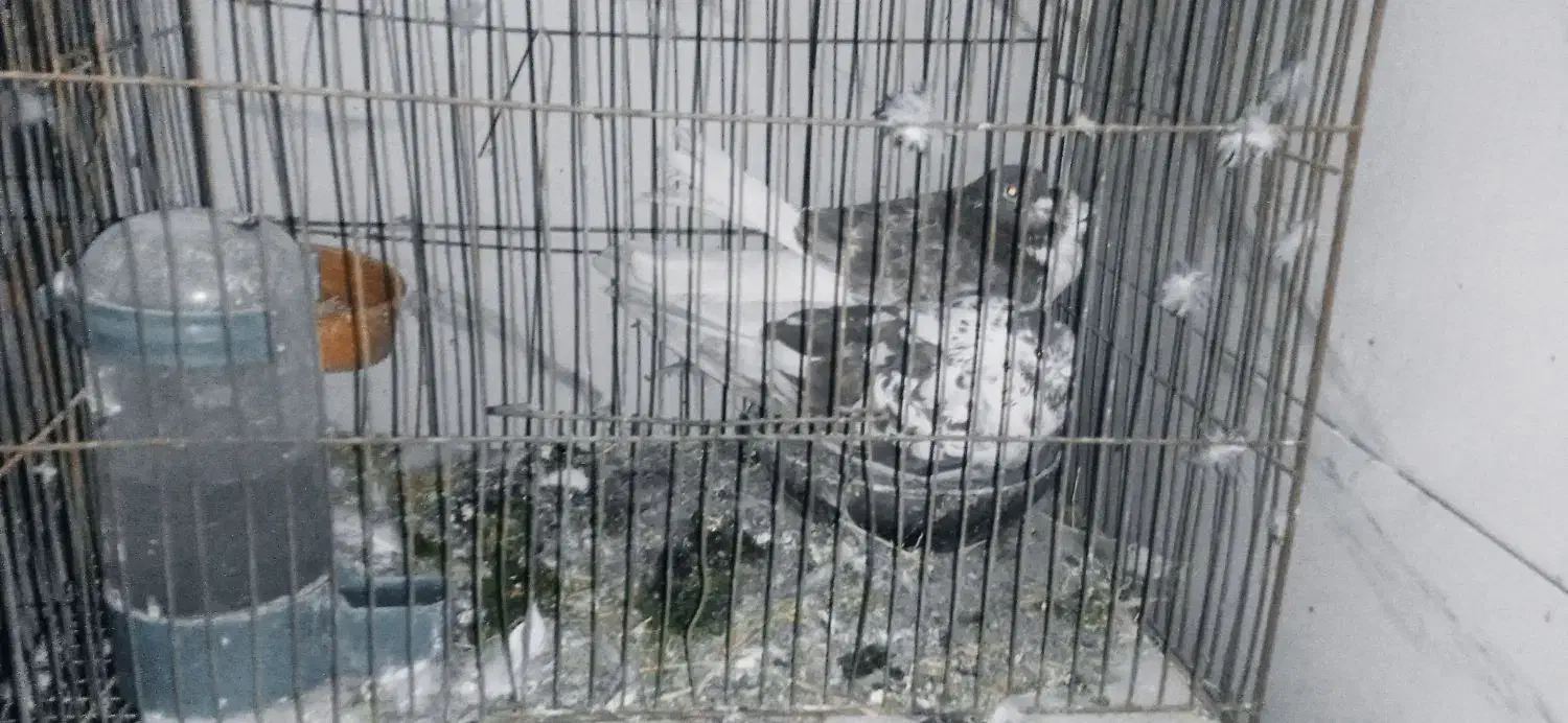 کبوتر|پرنده|سیرجان, |دیوار