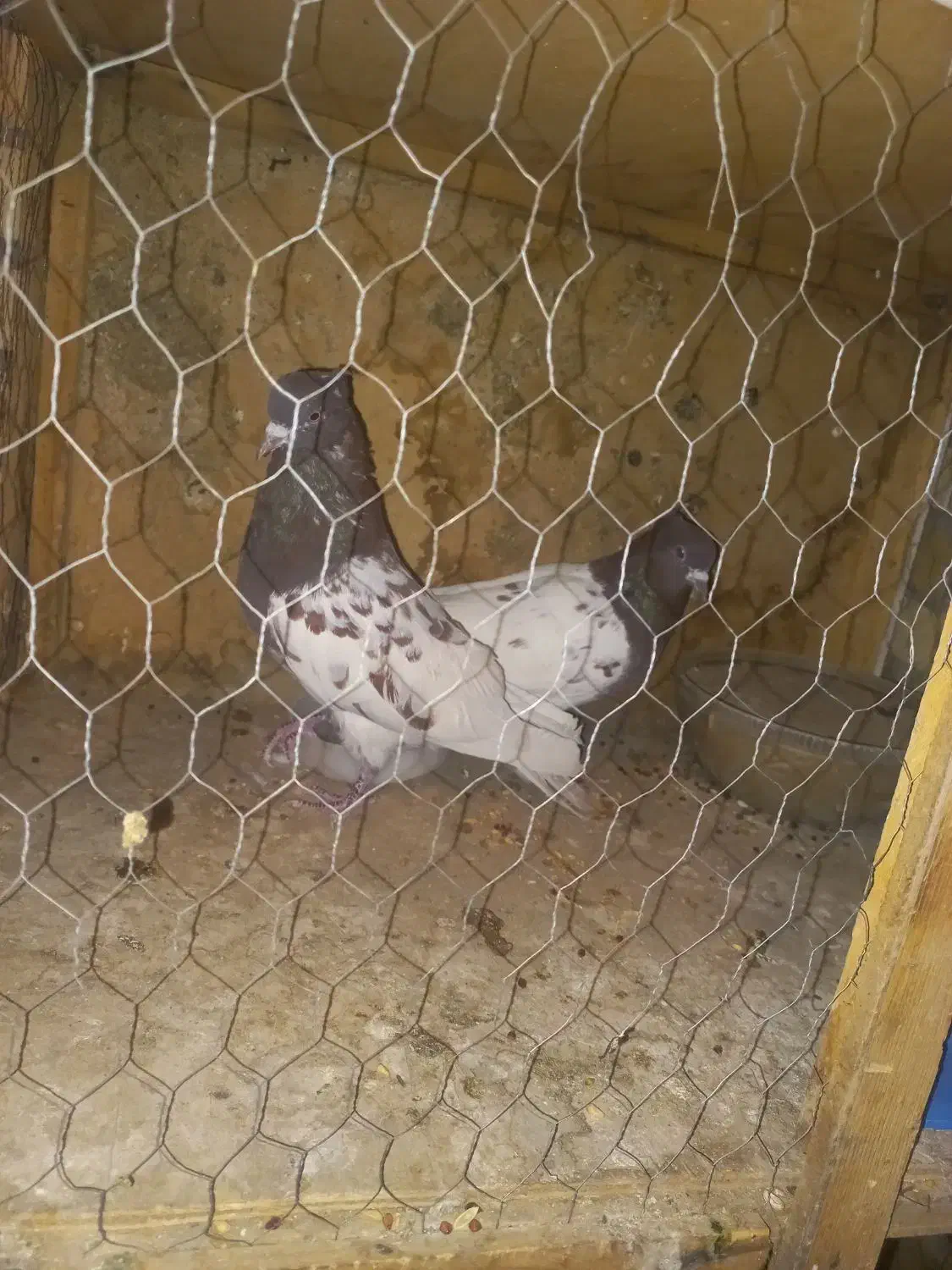 جفت کله سرخ فروشی|پرنده|بهمن صغاد, |دیوار