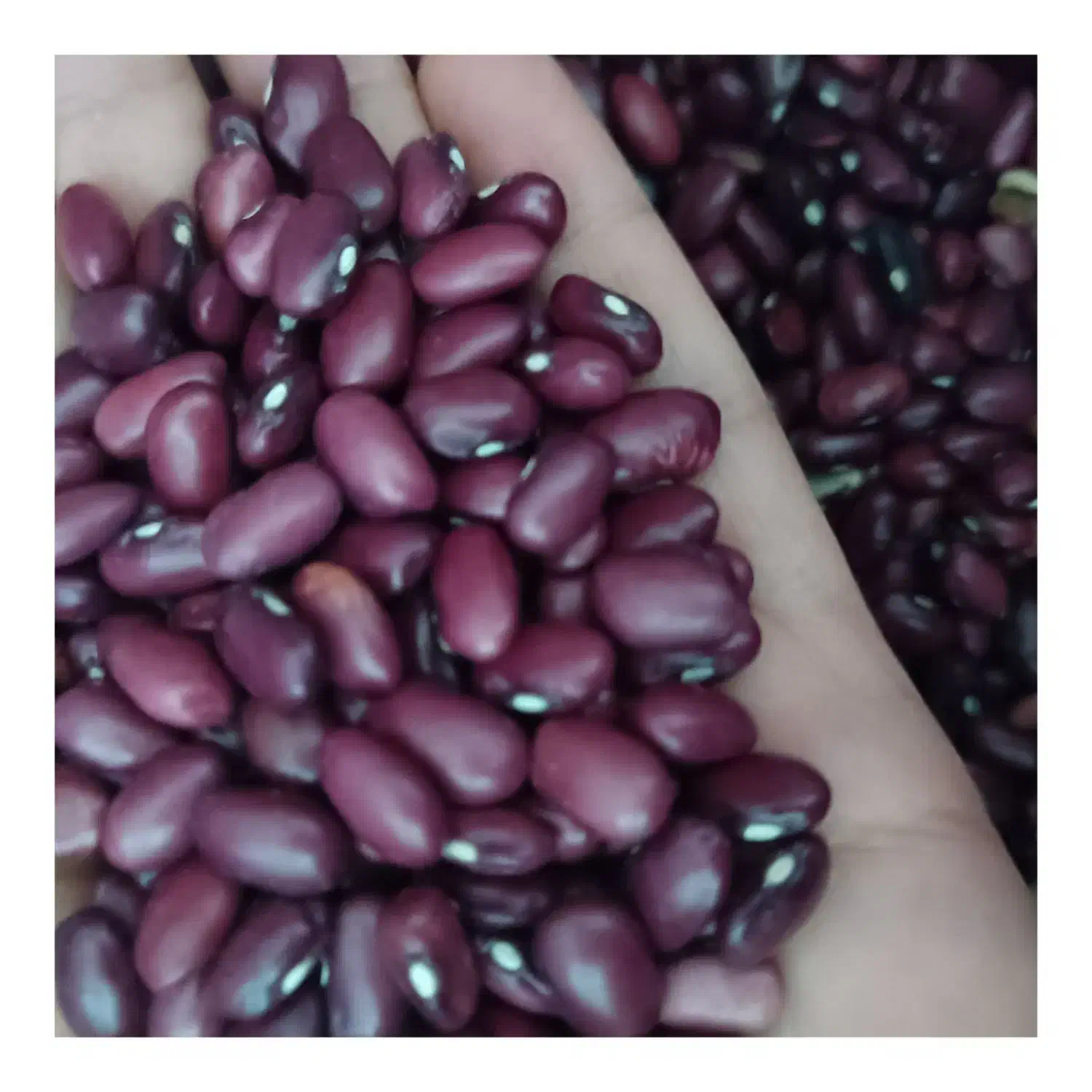 دهکده حبوبات زاینده رود|خوردنی و آشامیدنی|چادگان, |دیوار