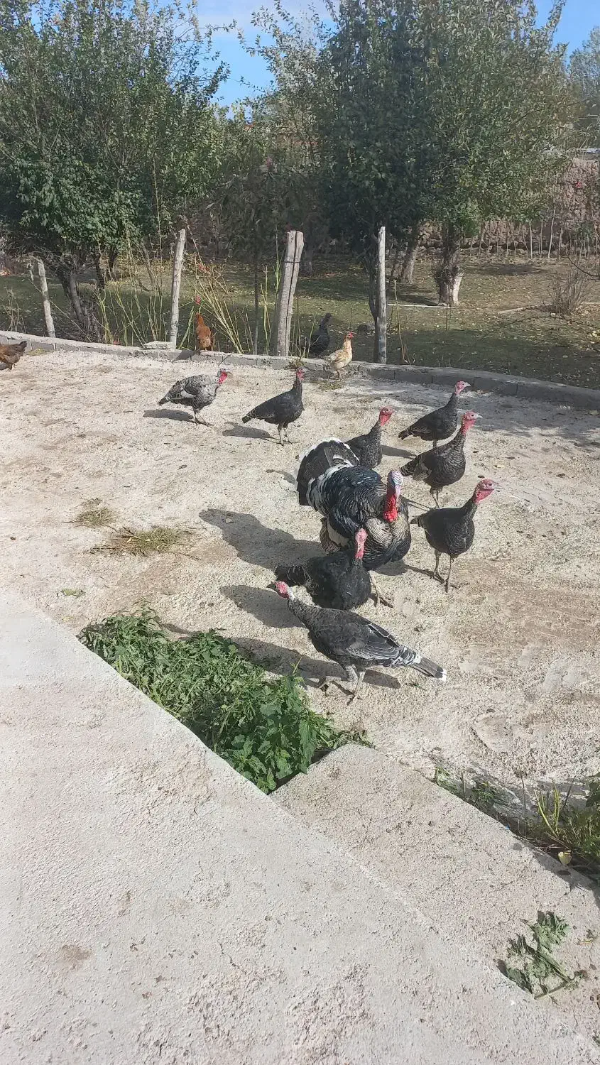 بوقلمو جوان|حیوانات مزرعه|نیر (اردبیل), |دیوار