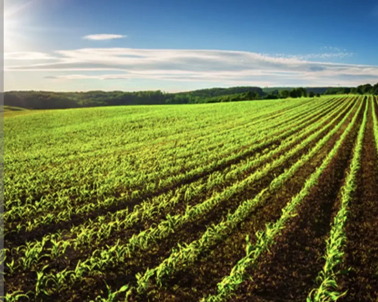 فروش زمین کشاورزی ابی ودیمی|فروش زمین و ملک کلنگی|کلیائی, |دیوار