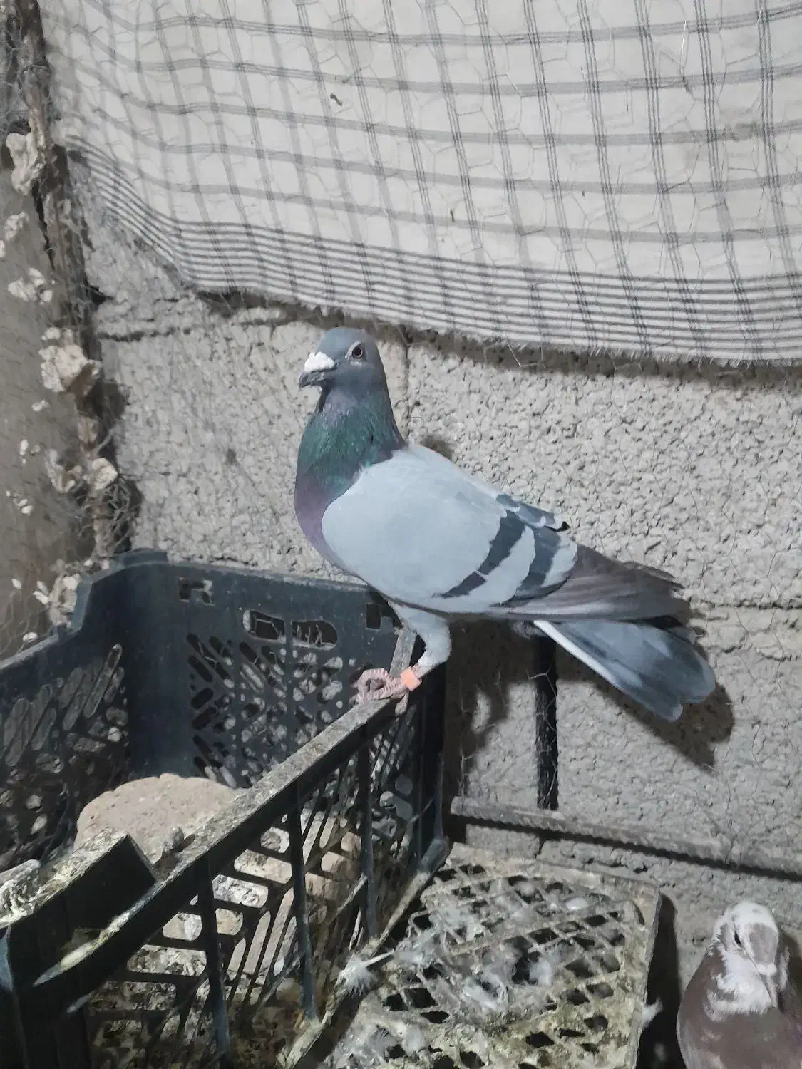 فروشی کبوتر فوری|پرنده|سراوان, |دیوار