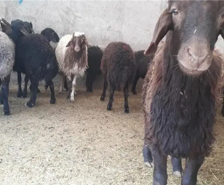 گوسفند فروشی|حیوانات مزرعه|ماهدشت, |دیوار