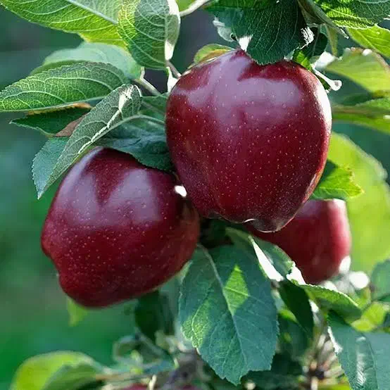 پکیج 5 عدد نهال میوه فقط 350 تومن|خدمات باغبانی و درختکاری|قزوین, |دیوار