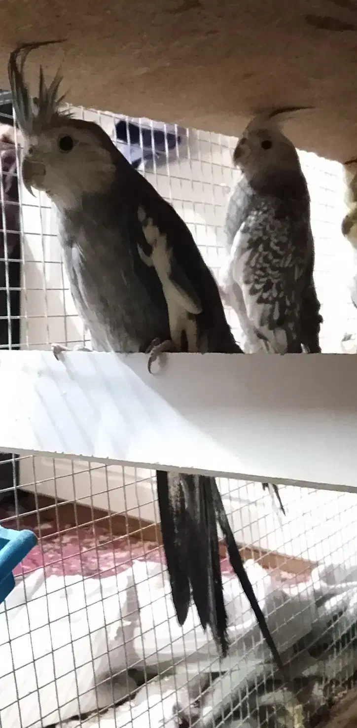 ۳جفت عروس هلندی مولد واقعی ضمانتی|پرنده|کرمان, |دیوار