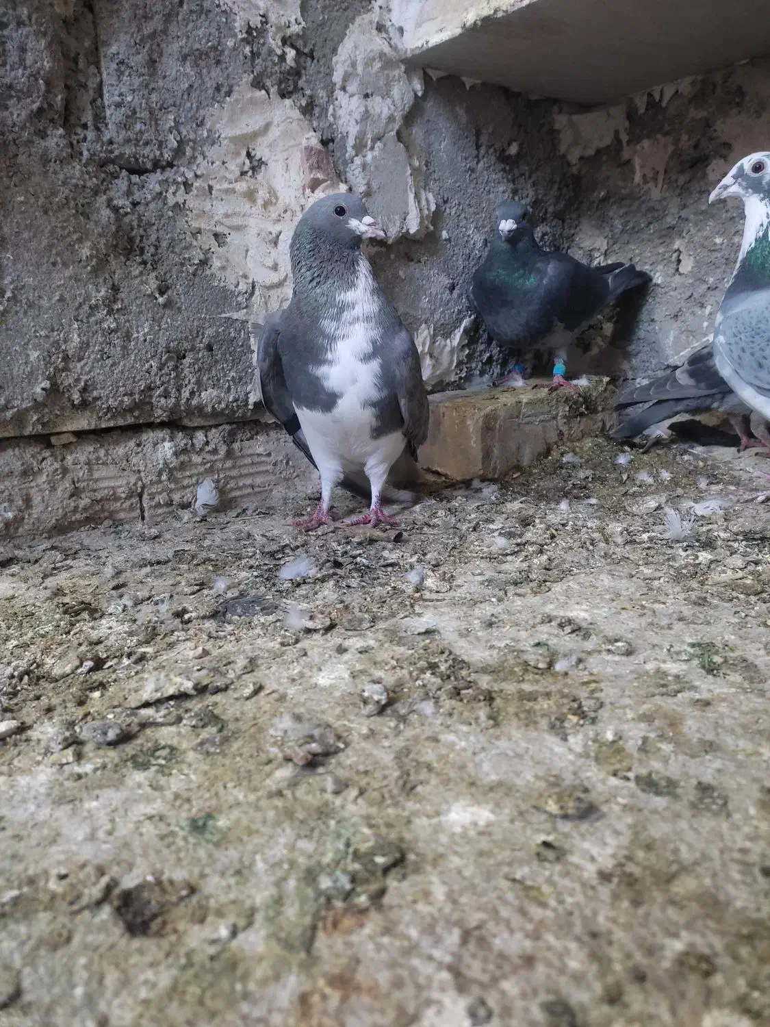 کفتر شهری|پرنده|شیراز, گویم|دیوار