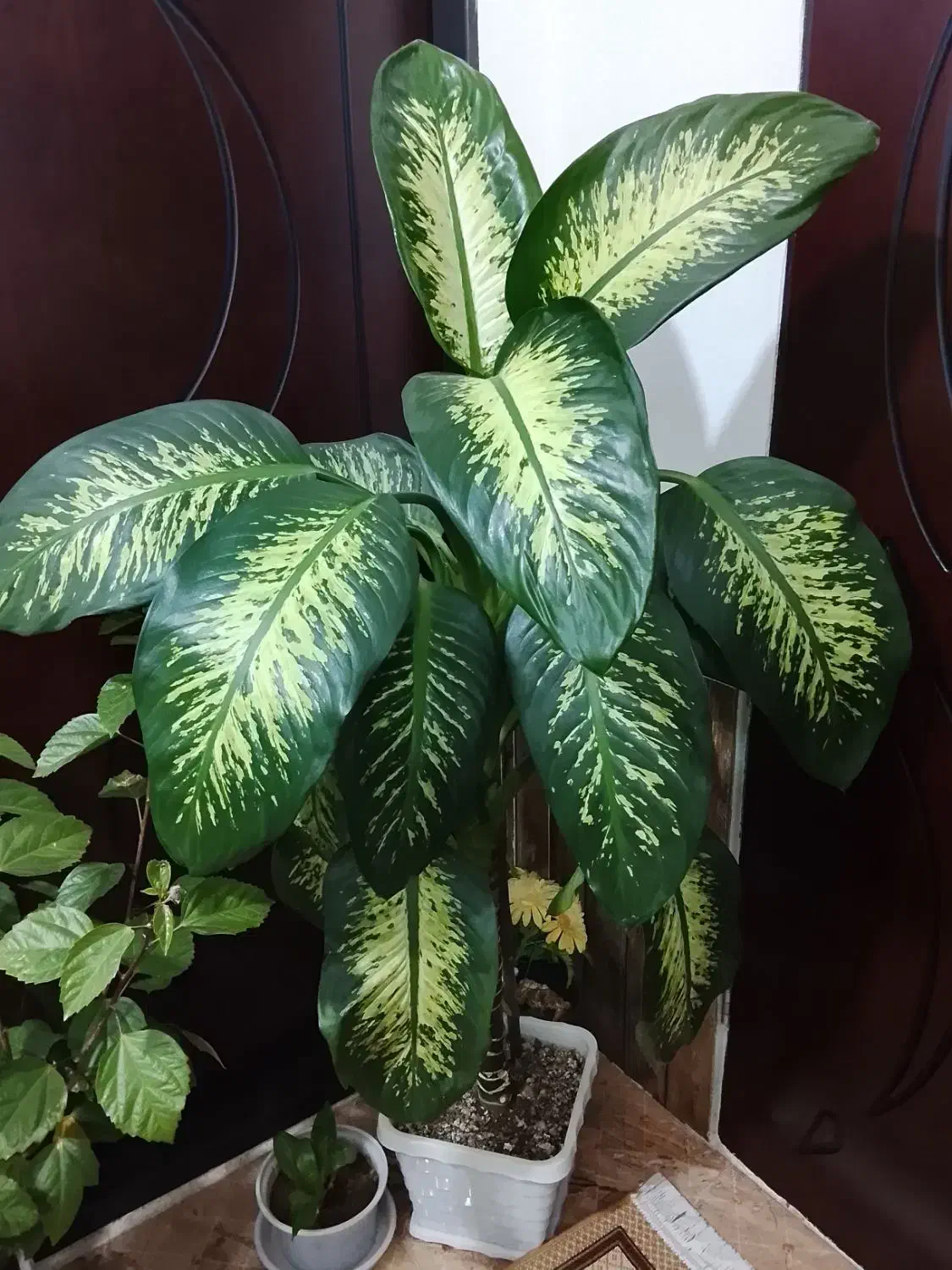 گل دیفن باخیا|گل و گیاه طبیعی|سیلوانه, |دیوار