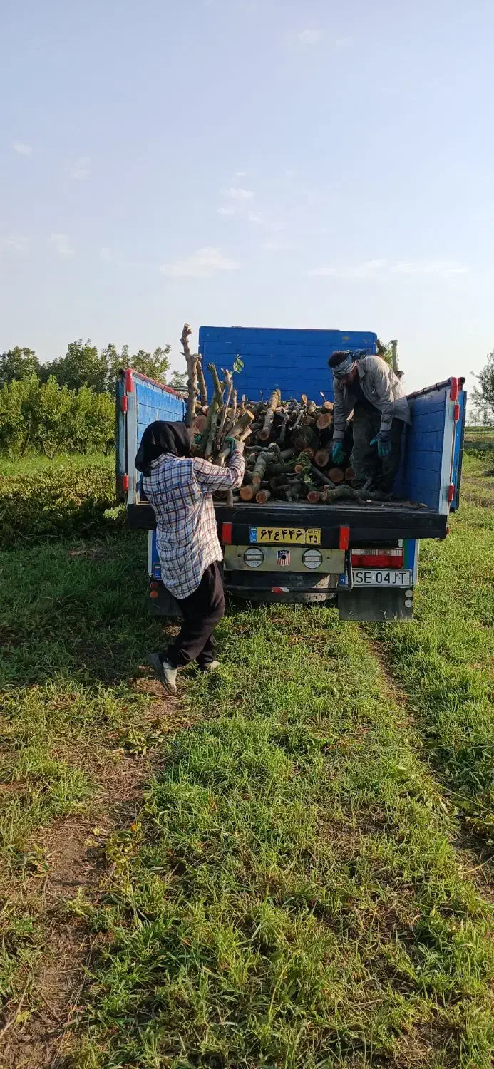 خرید چوب باغی وحیاتی|خدمات باغبانی و درختکاری|پارس‌آباد, |دیوار