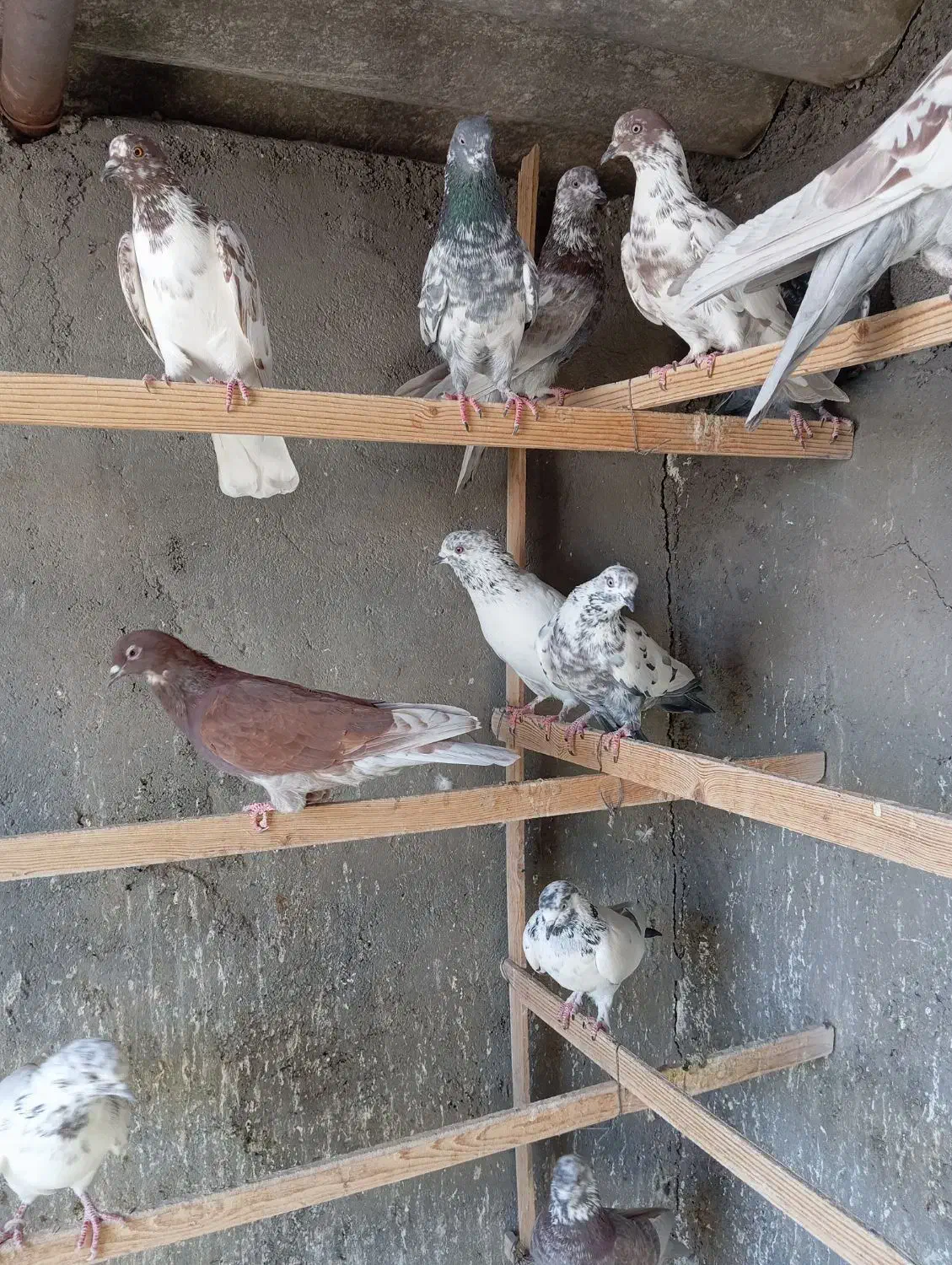 کبوتر اصیل کاشان|پرنده|تهران, بازار|دیوار