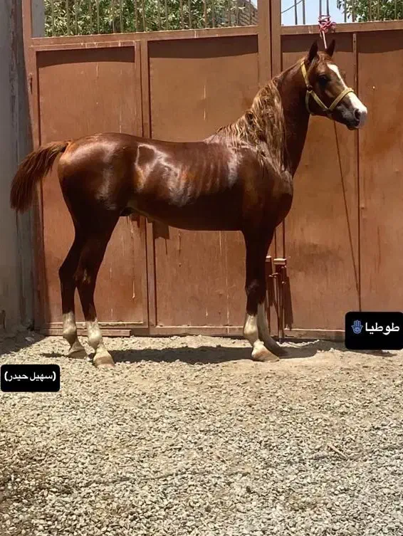 اسب|اسب و تجهیزات اسب‌سواری|ورامین, ورامین|دیوار