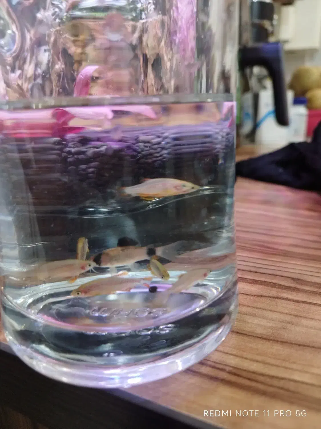 رازبورا گلکسی درشت وکوریدوراس|ماهی|شیراز, کوشک میدان|دیوار