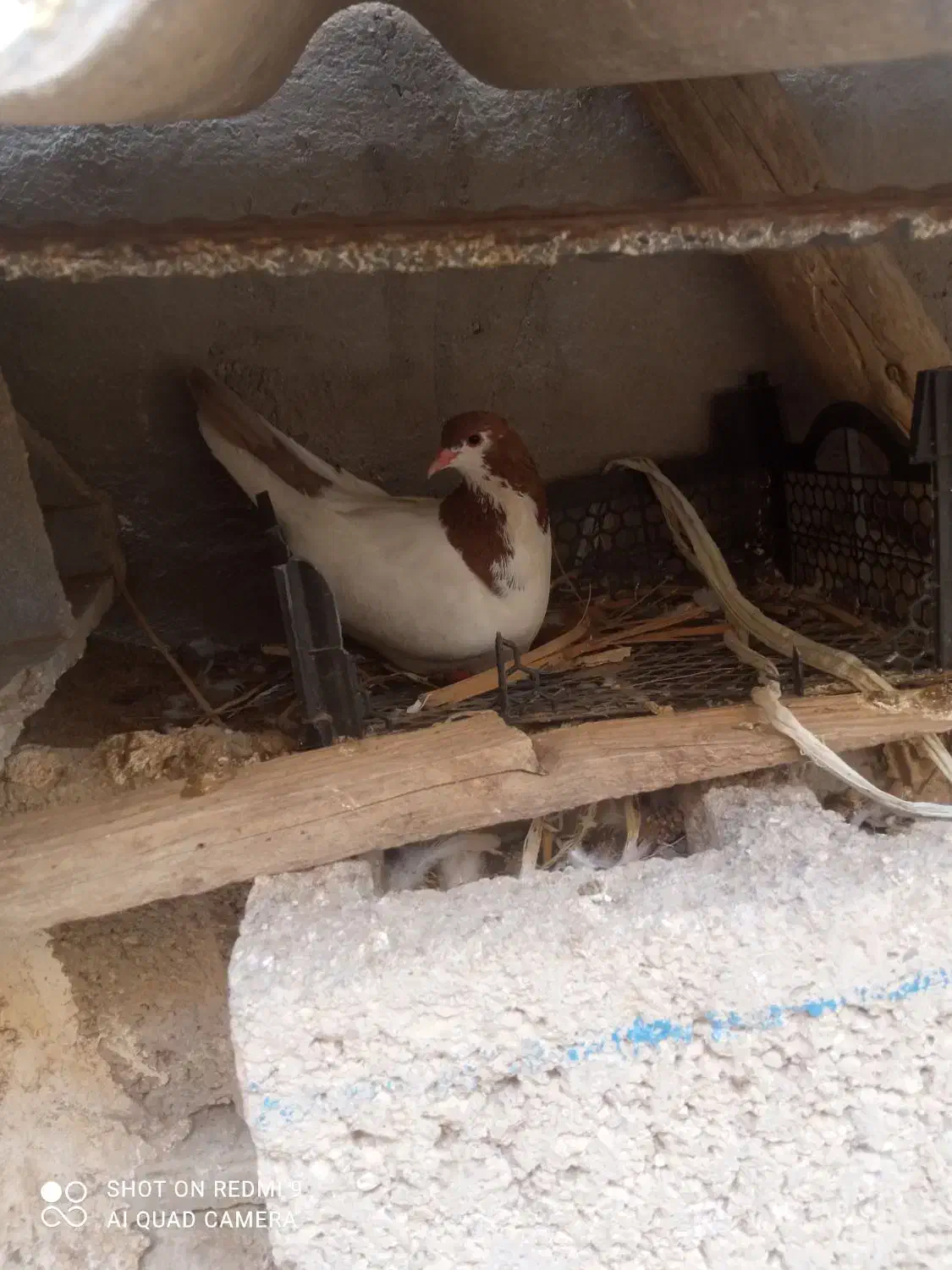 کبوتر خوب|پرنده|خورموج, |دیوار