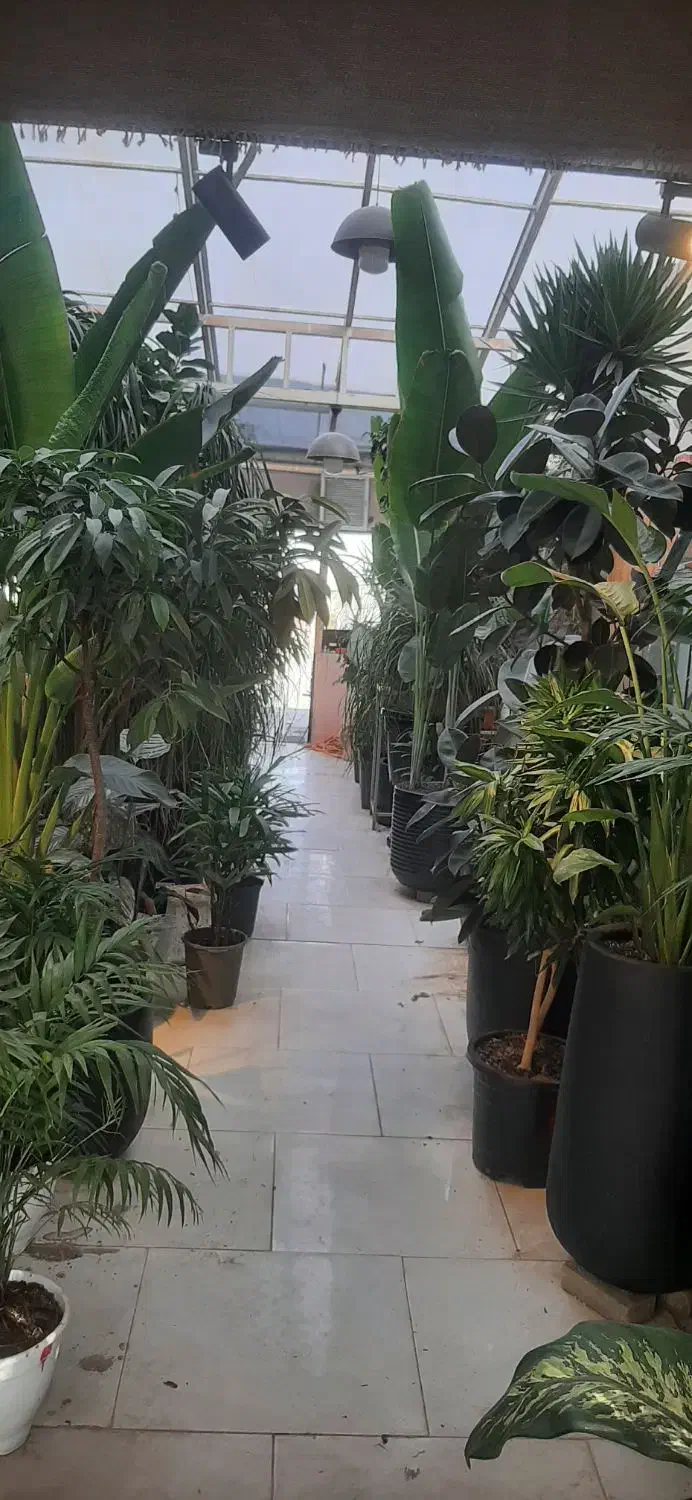 گل گیاه|گل و گیاه طبیعی|مشهد, شهرک صنعتی توس|دیوار