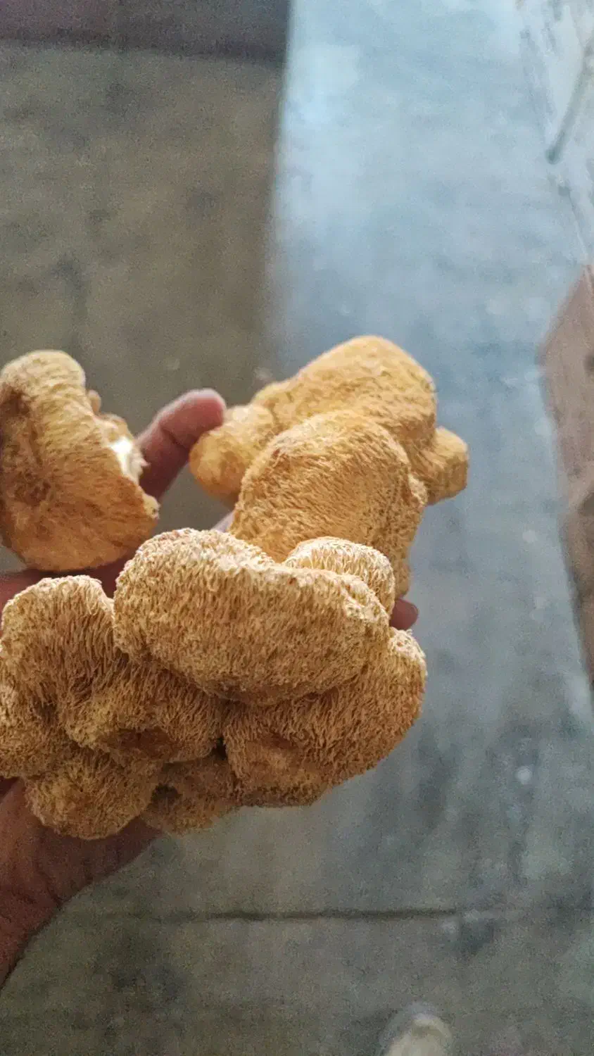 قارچ یال شیر خشک|خوردنی و آشامیدنی|مشهد, جنت|دیوار