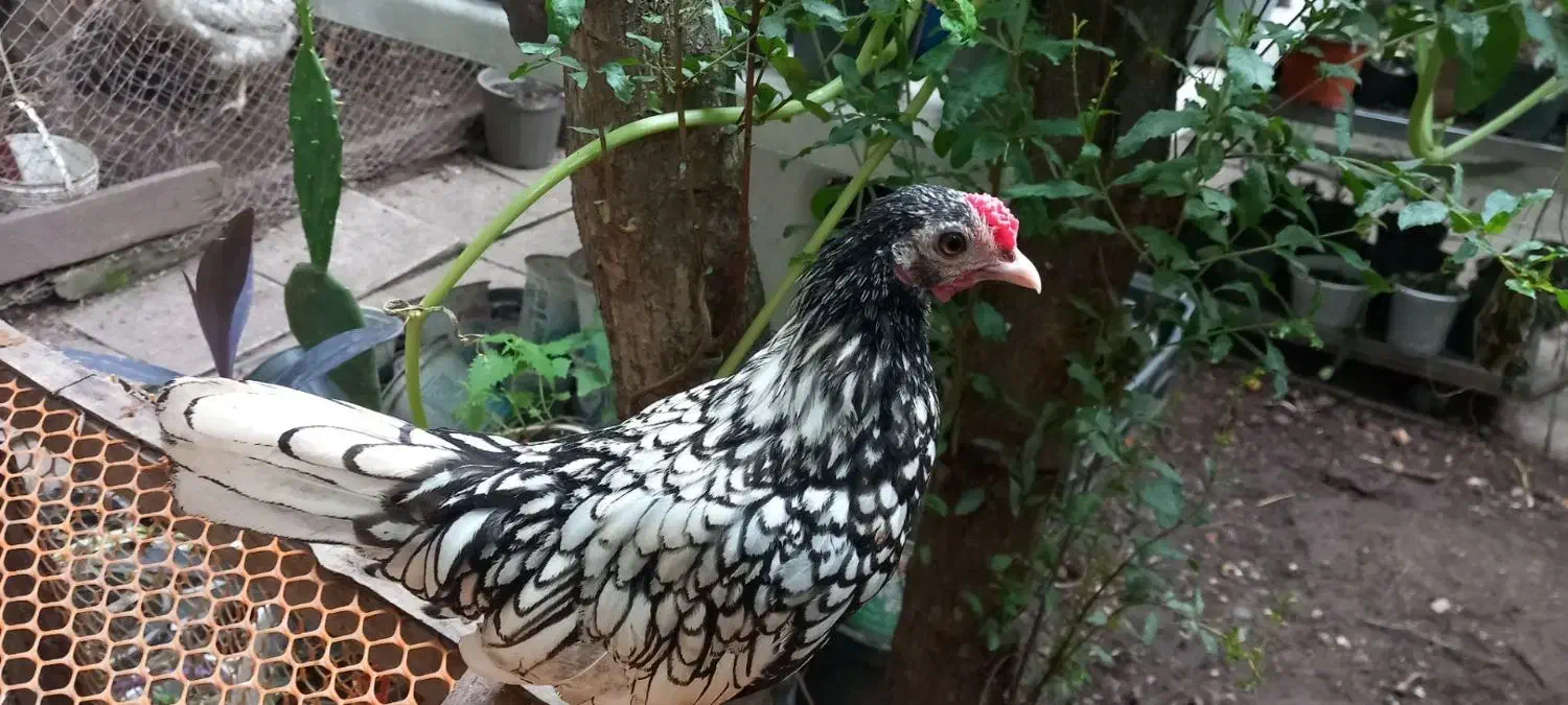 سیبرایت یکساله|حیوانات مزرعه|رشت, نخودچر|دیوار