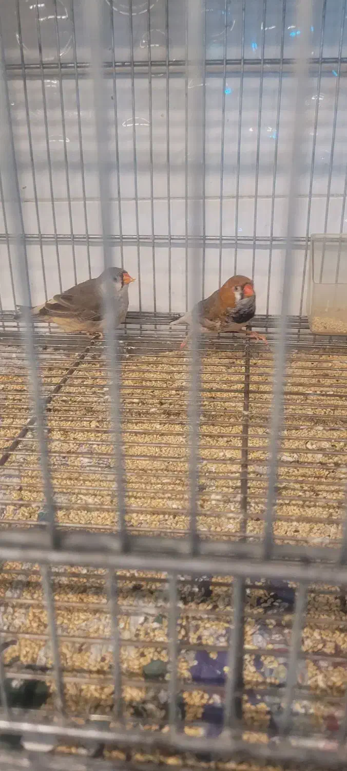 جفت فنج اروپایی بیگ سایز|پرنده|مرودشت, بیست متری بیمارستان|دیوار