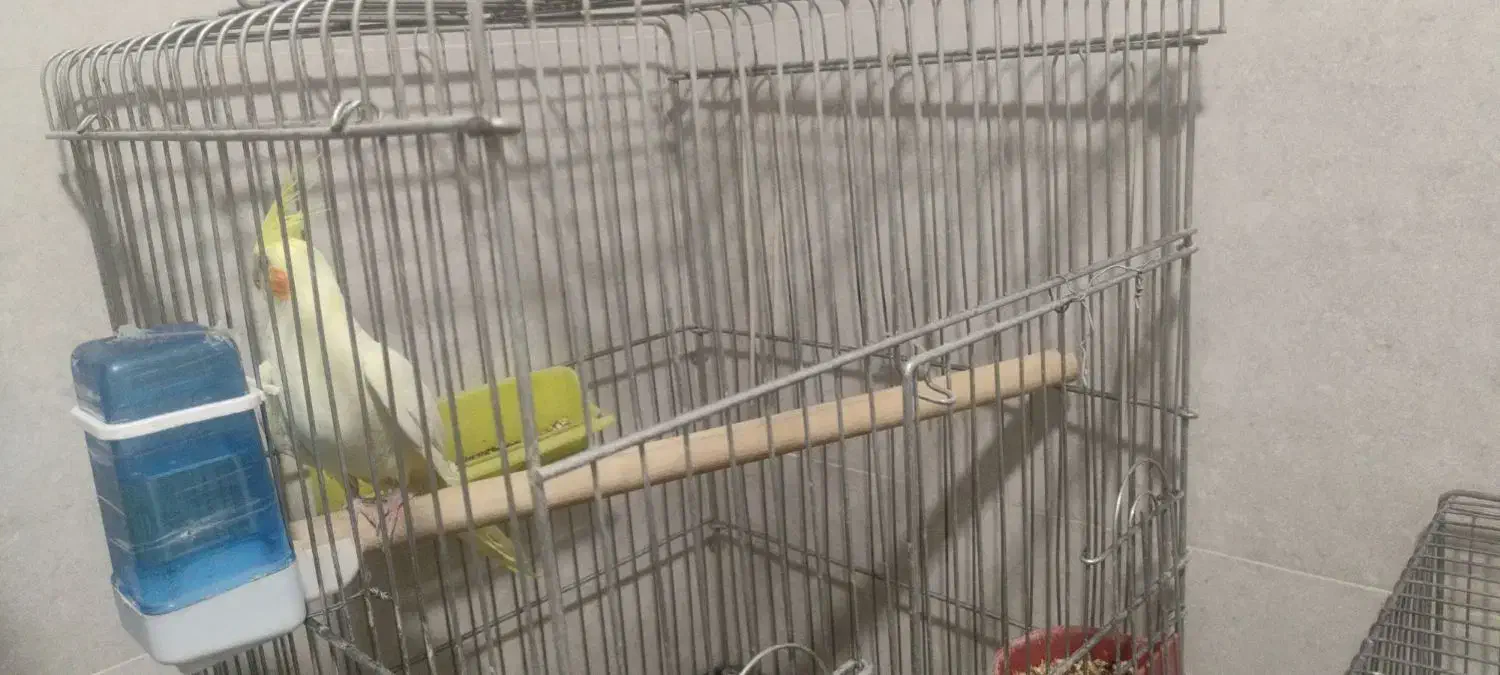 عروس هلندی|پرنده|کرمان, |دیوار