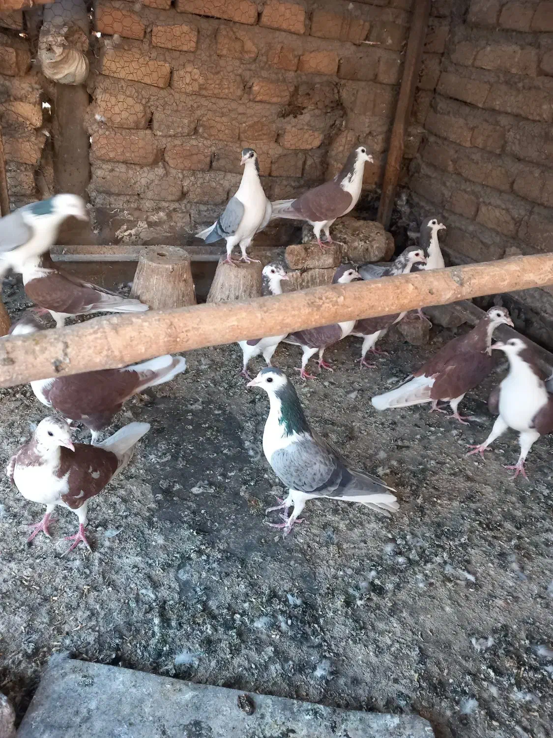 کفتر رنگی|پرنده|اصفهان, دستگرده|دیوار