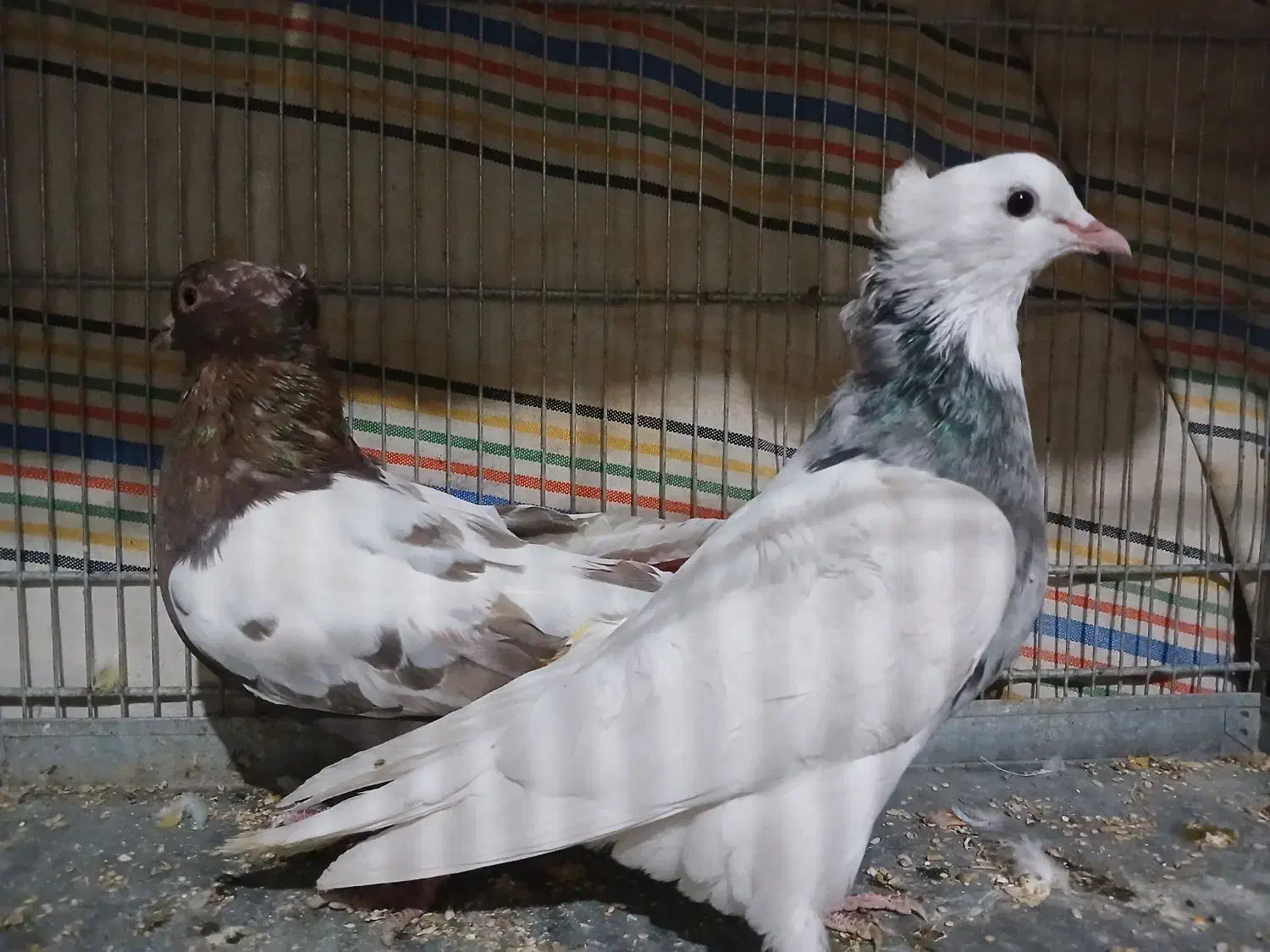 کبوتر سینه ای|پرنده|بروجن, |دیوار