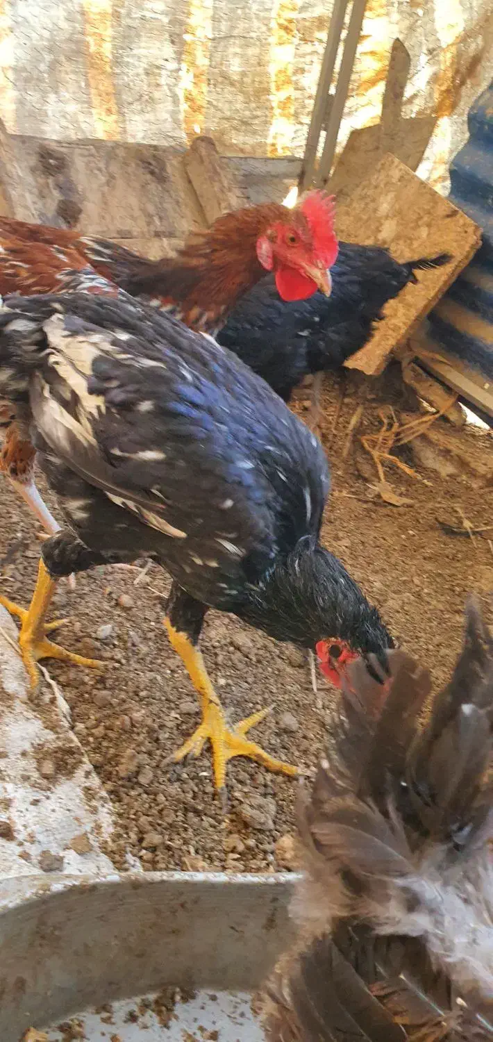 خروس|حیوانات مزرعه|ری, شهرک نظامی|دیوار