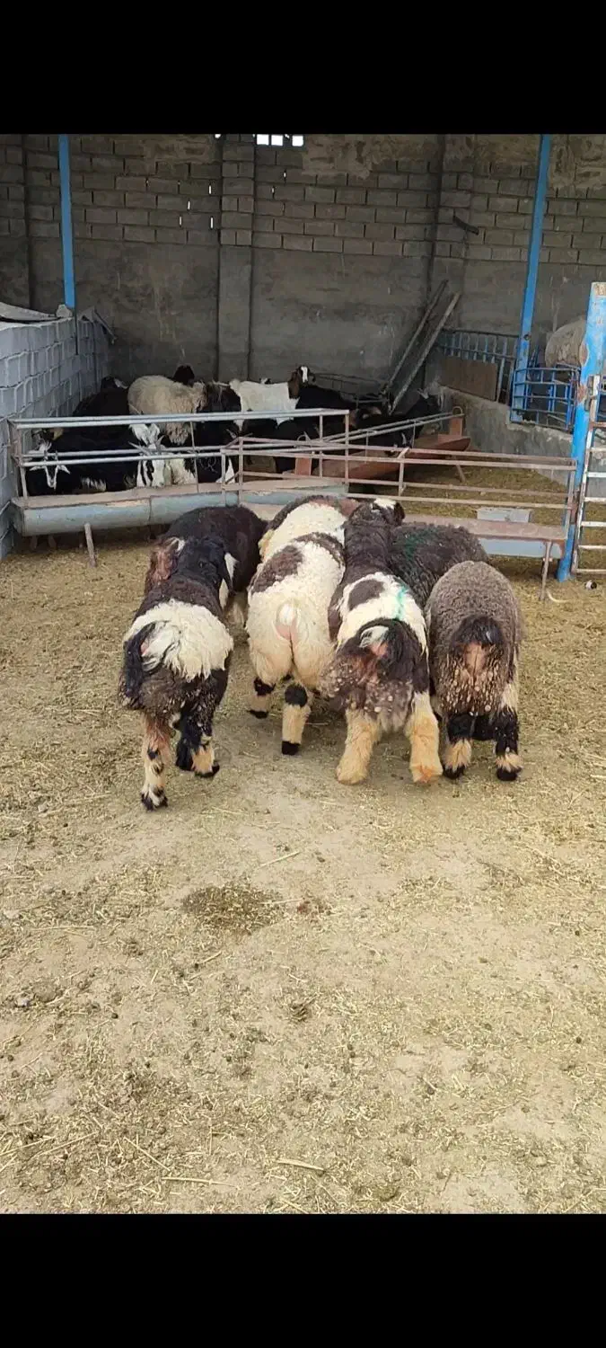 بره|حیوانات مزرعه|بهبهان, |دیوار