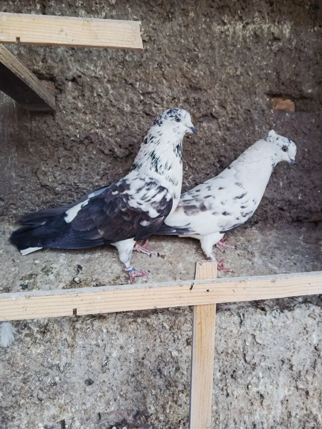 کفتر|پرنده|نسیم‌شهر, |دیوار