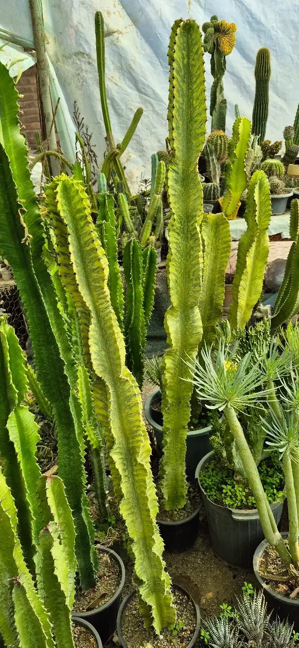 کاکتوس بزرگ|گل و گیاه طبیعی|تهران, شهرک چیتگر|دیوار