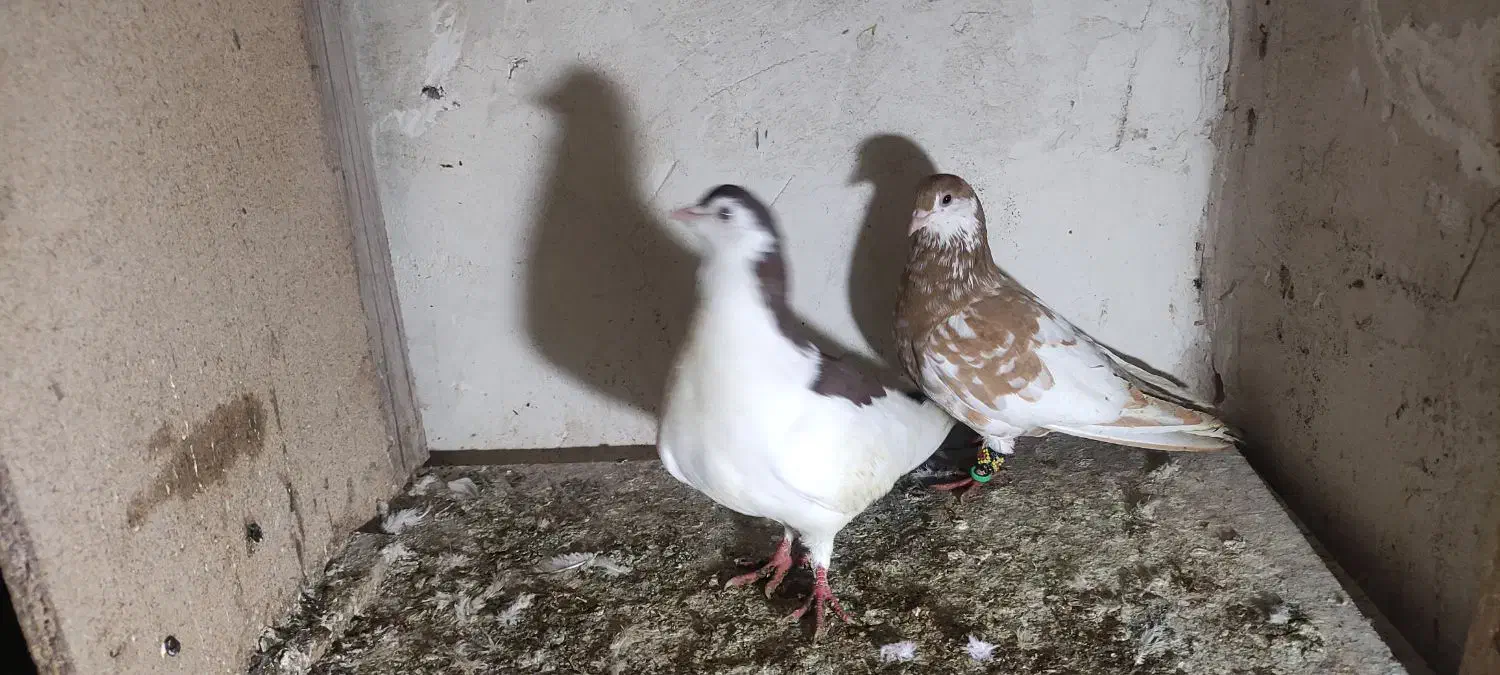 کبوتر. کفتر ساده|پرنده|تربت جام, شهرک آزادگان|دیوار