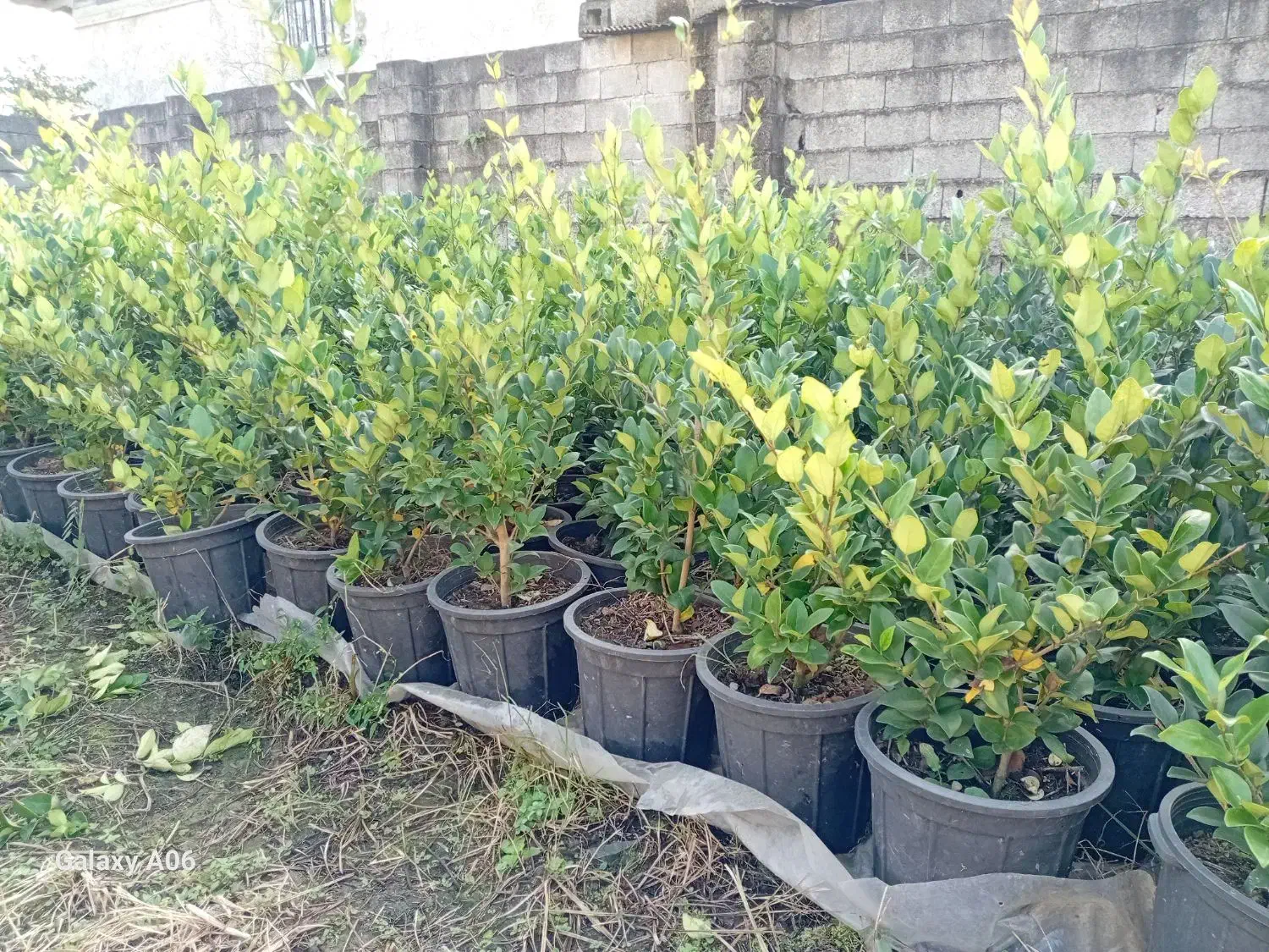 فروش گل به صورت یکجا فروشی به قیمت مناسب|گل و گیاه طبیعی|واجارگاه, |دیوار