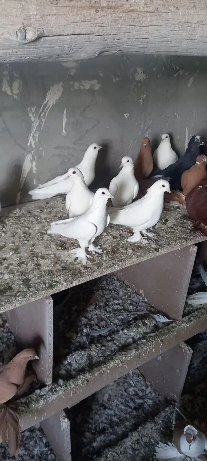 کبوتر|پرنده|باسمنج, |دیوار