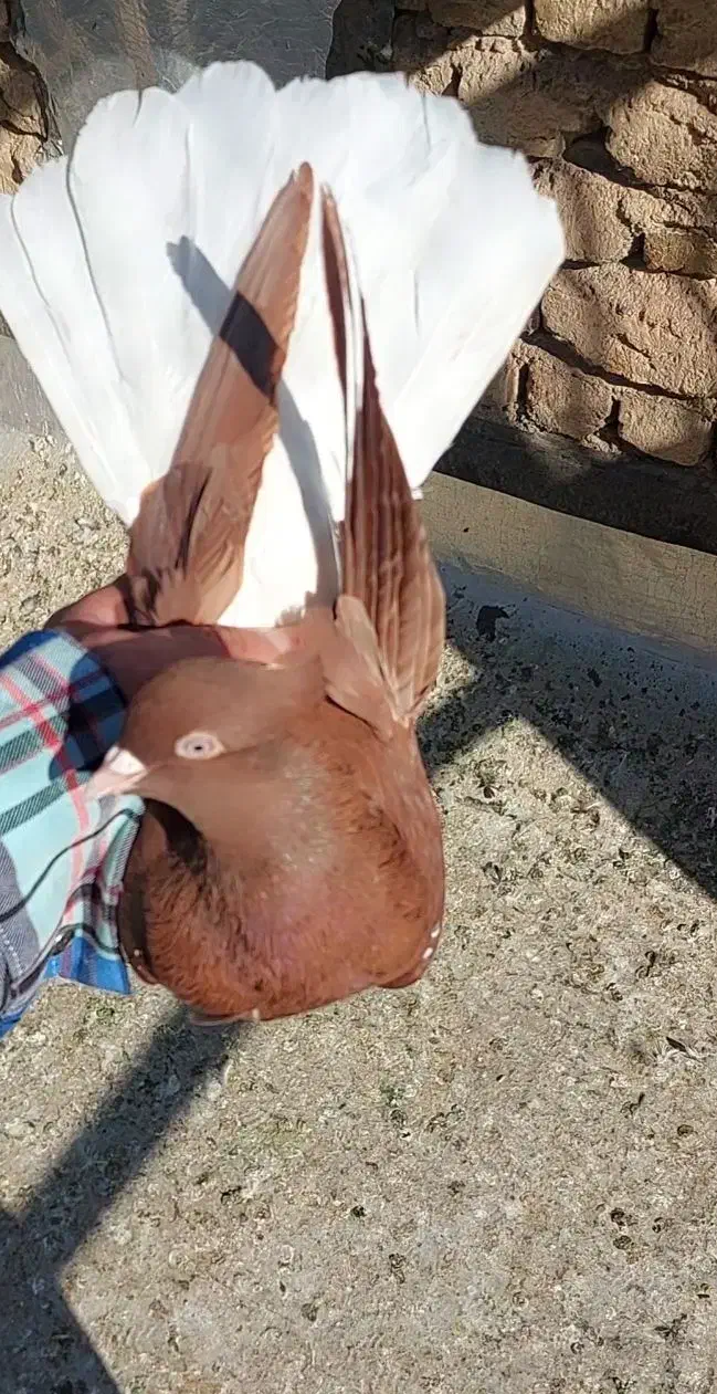 سه تا ماده عروسک|پرنده|قزوین, |دیوار