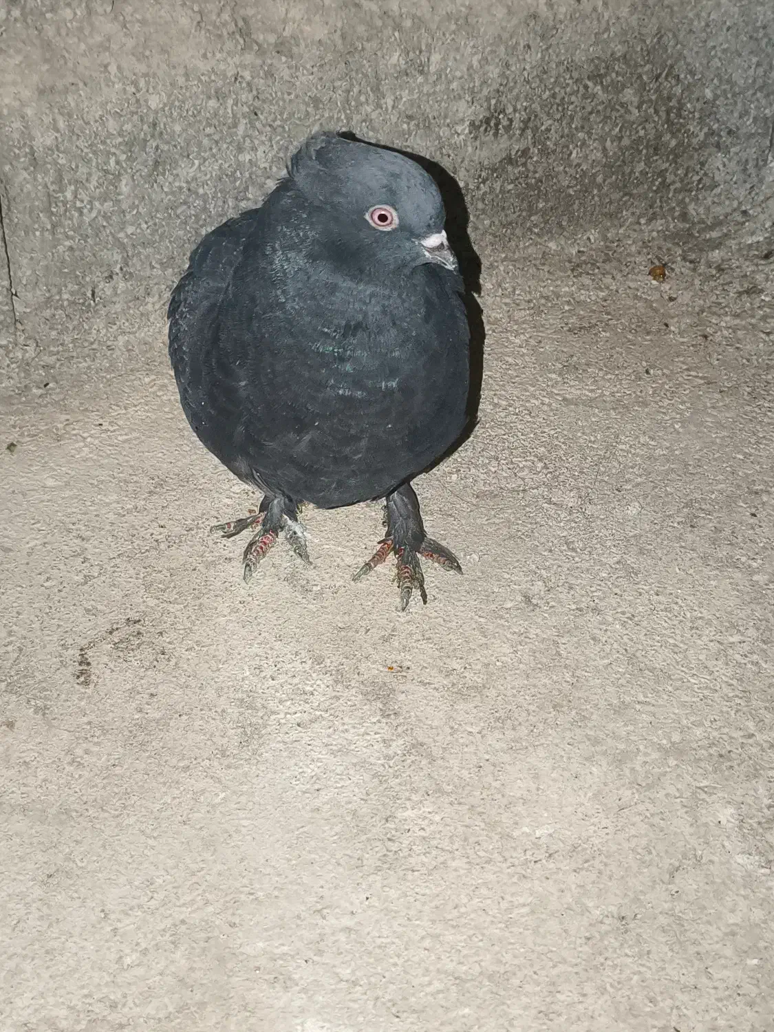 کبوتر زاغ|پرنده|دهدشت, |دیوار