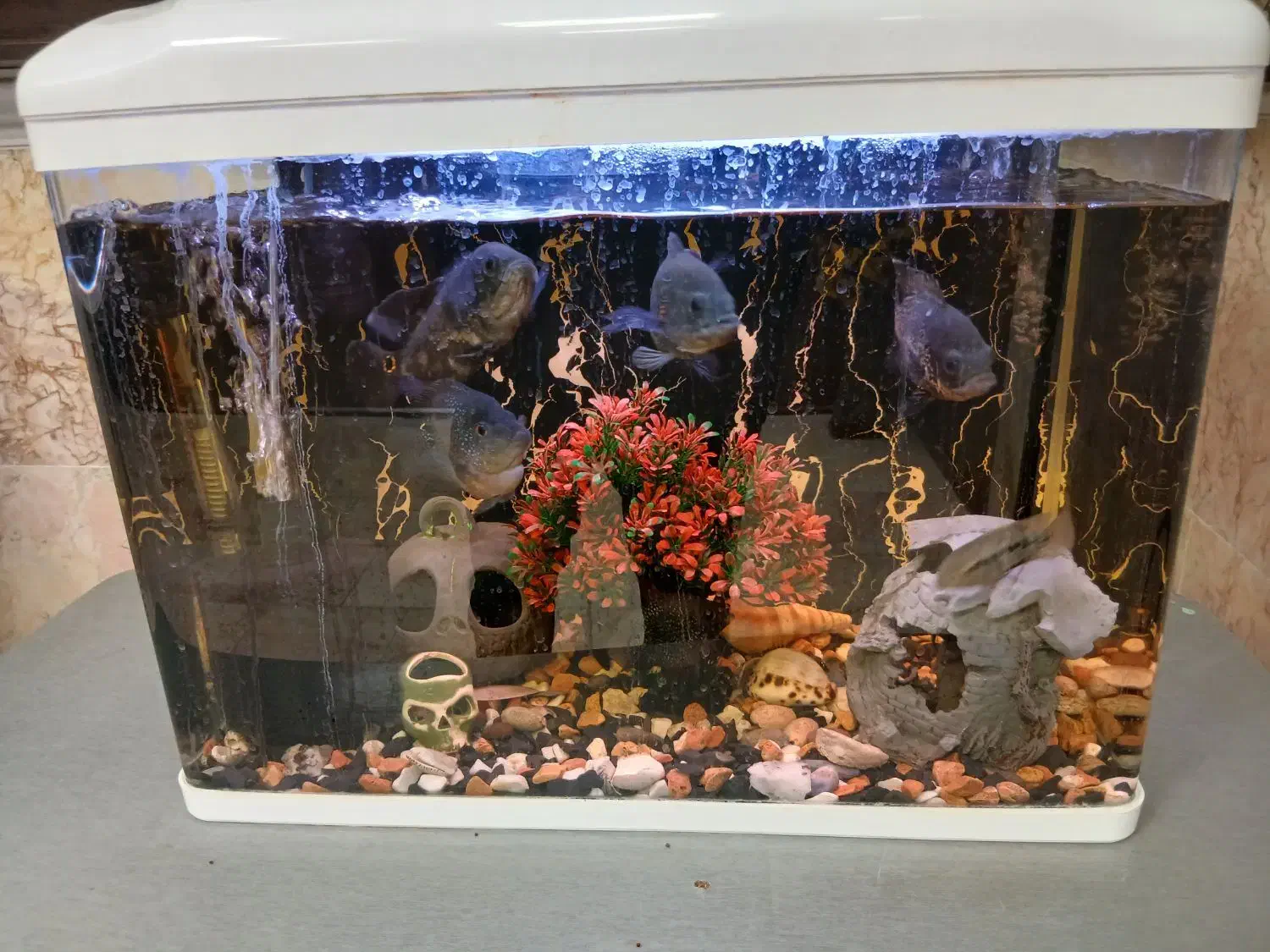 آکواریوم بهمراه ماهی و تمامی امکانات لازم|ماهی|فیروزکوه, |دیوار