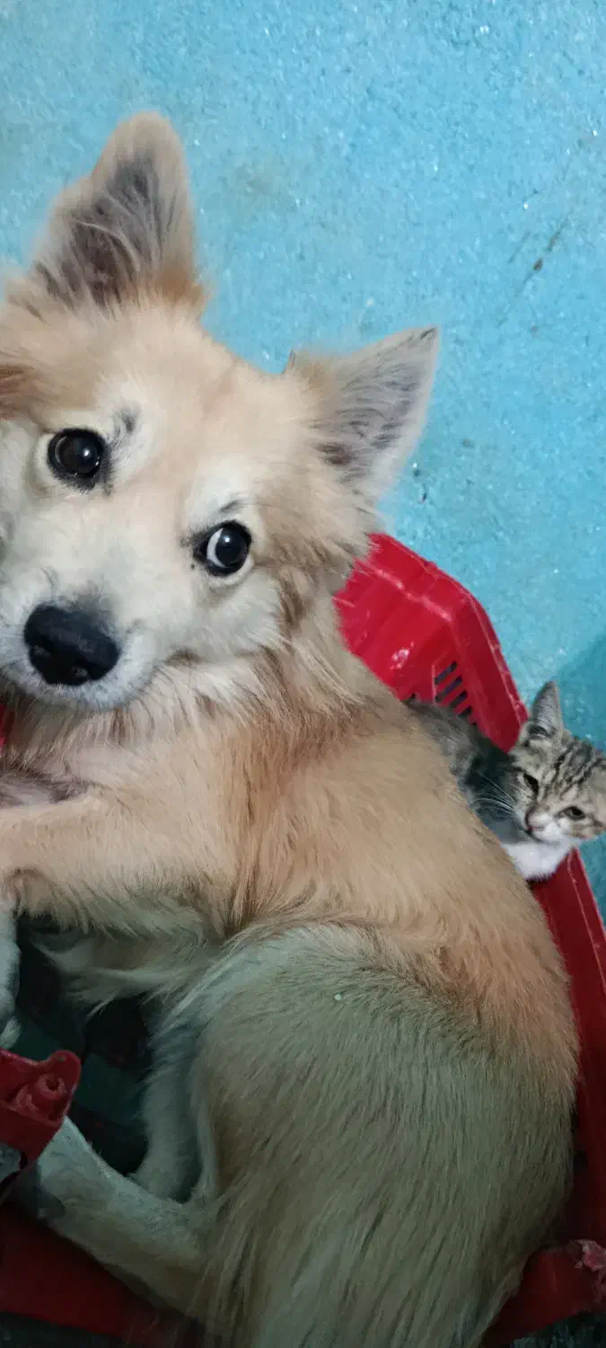 گمشده|حیوانات|رامهرمز, |دیوار