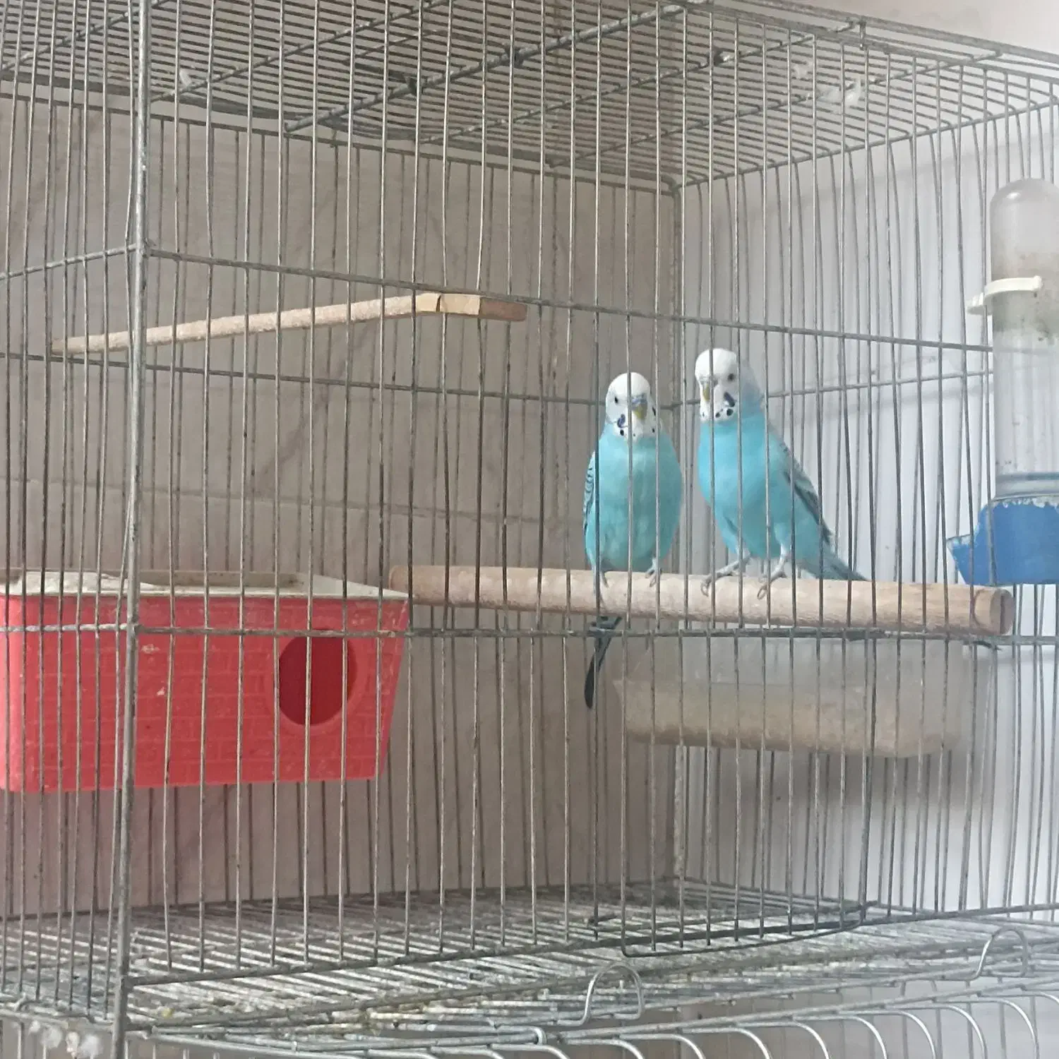 مرغ عشق و عروس هلندی|پرنده|مشکیندشت, |دیوار