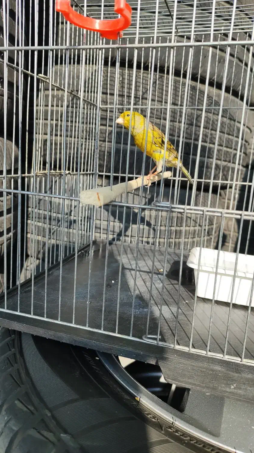 قناری نر مست|پرنده|قدس, شهرقدس|دیوار