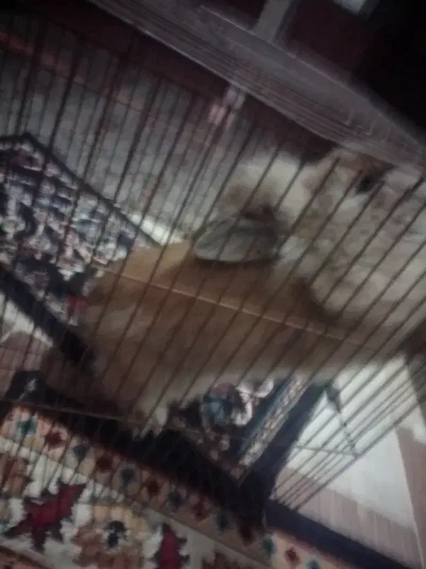 خرگوش نر|موش و خرگوش|کرمانشاه, |دیوار