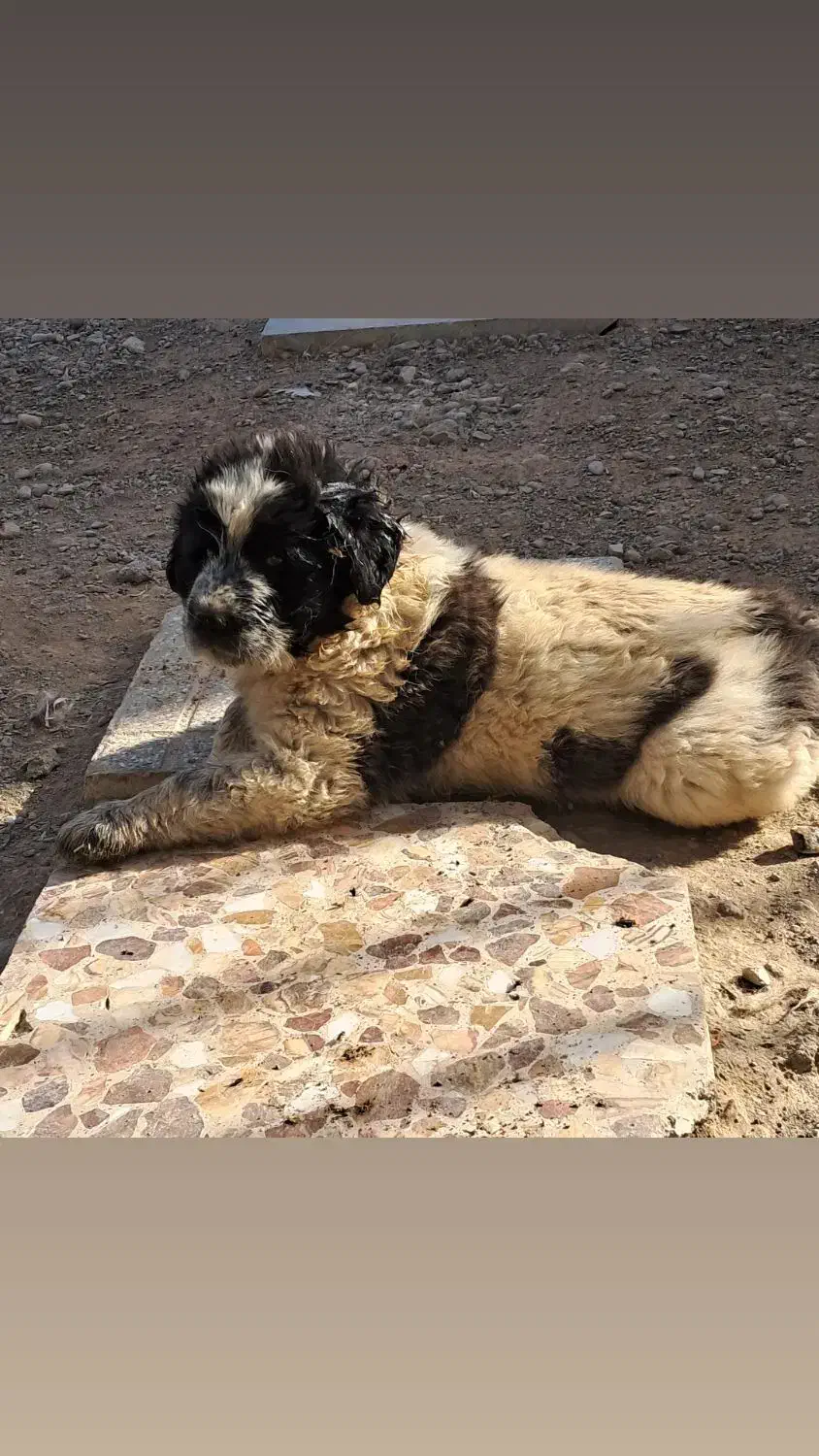 واگذاری توله نر ۷ماهه قهدریجونی|سگ|فولادشهر, مسکن مهر فولادشهر|دیوار