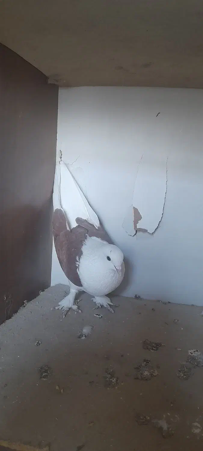 کبوتر|پرنده|برخوار, |دیوار