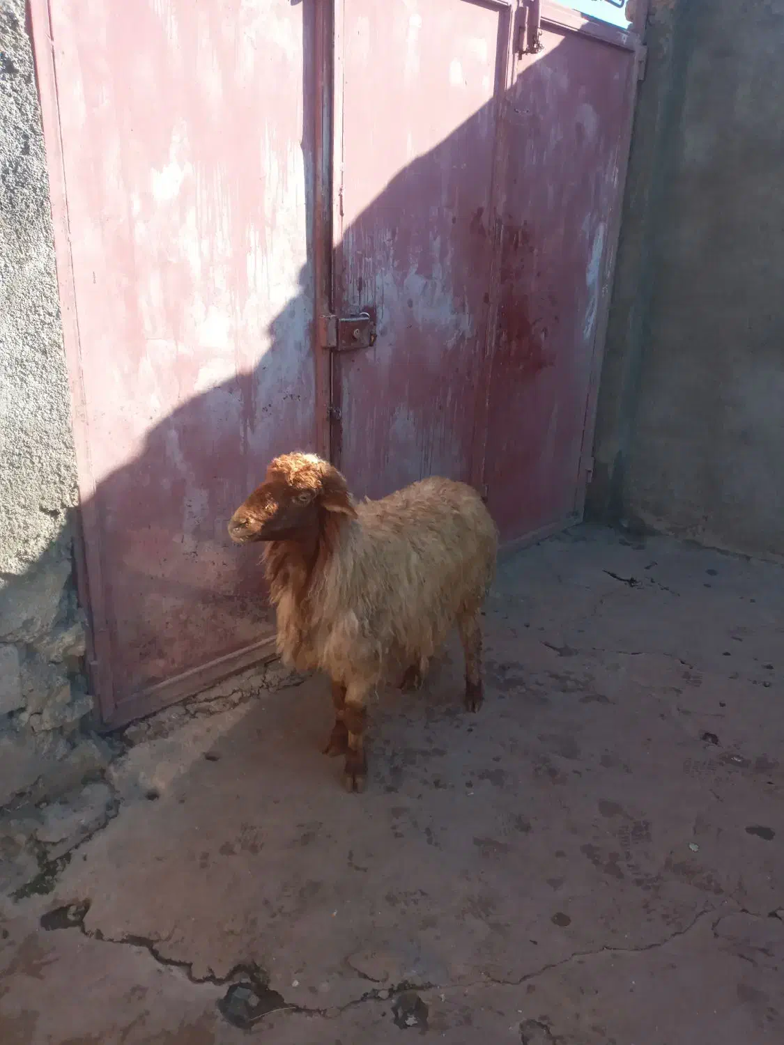 میش|حیوانات مزرعه|خرم‌آباد, |دیوار