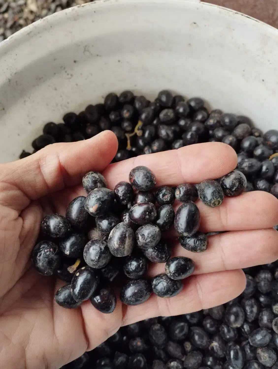 بذر برگ بو|گل و گیاه طبیعی|کلاچای, |دیوار