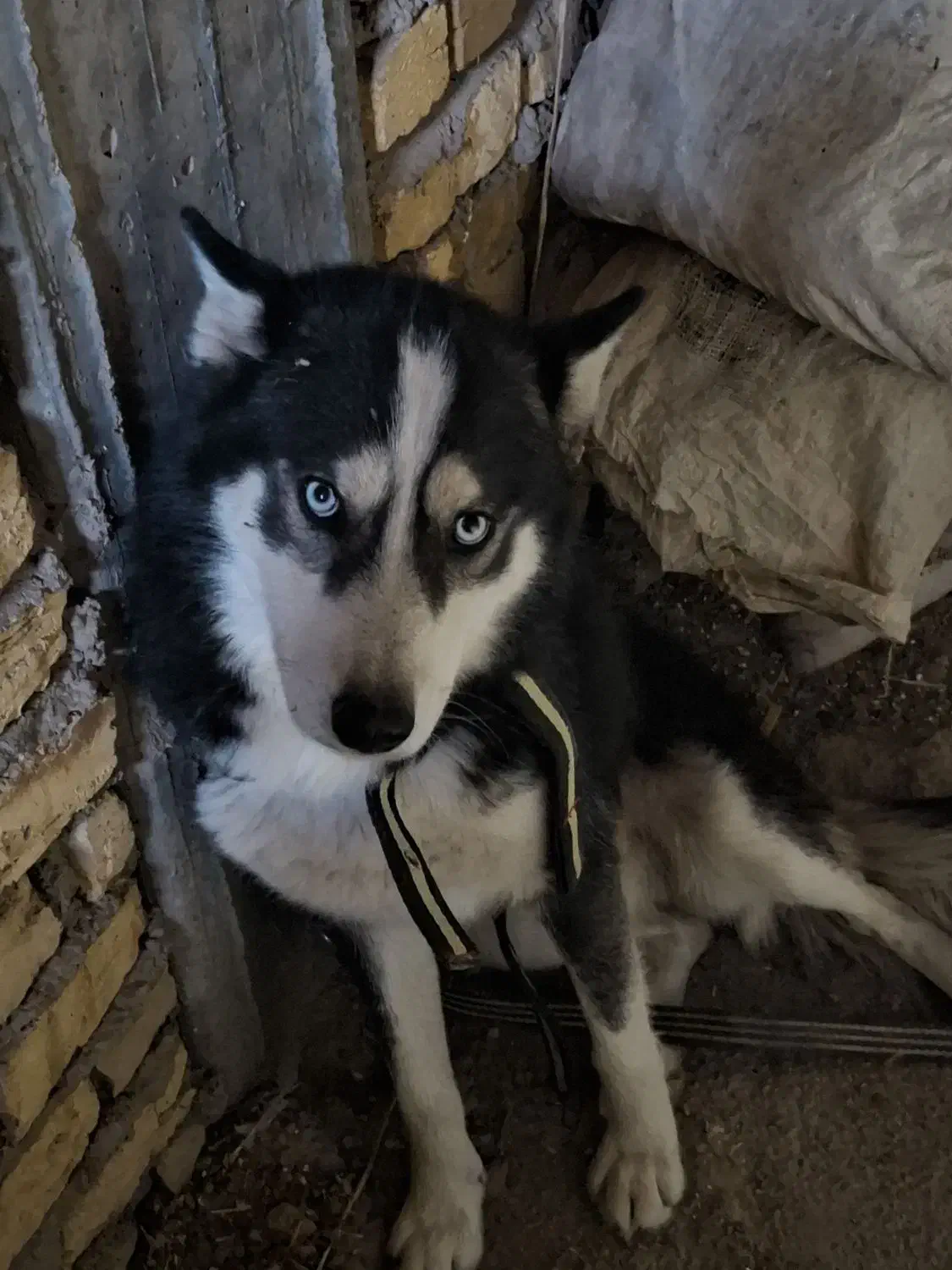 سگ هاسکی|سگ|رامند, |دیوار