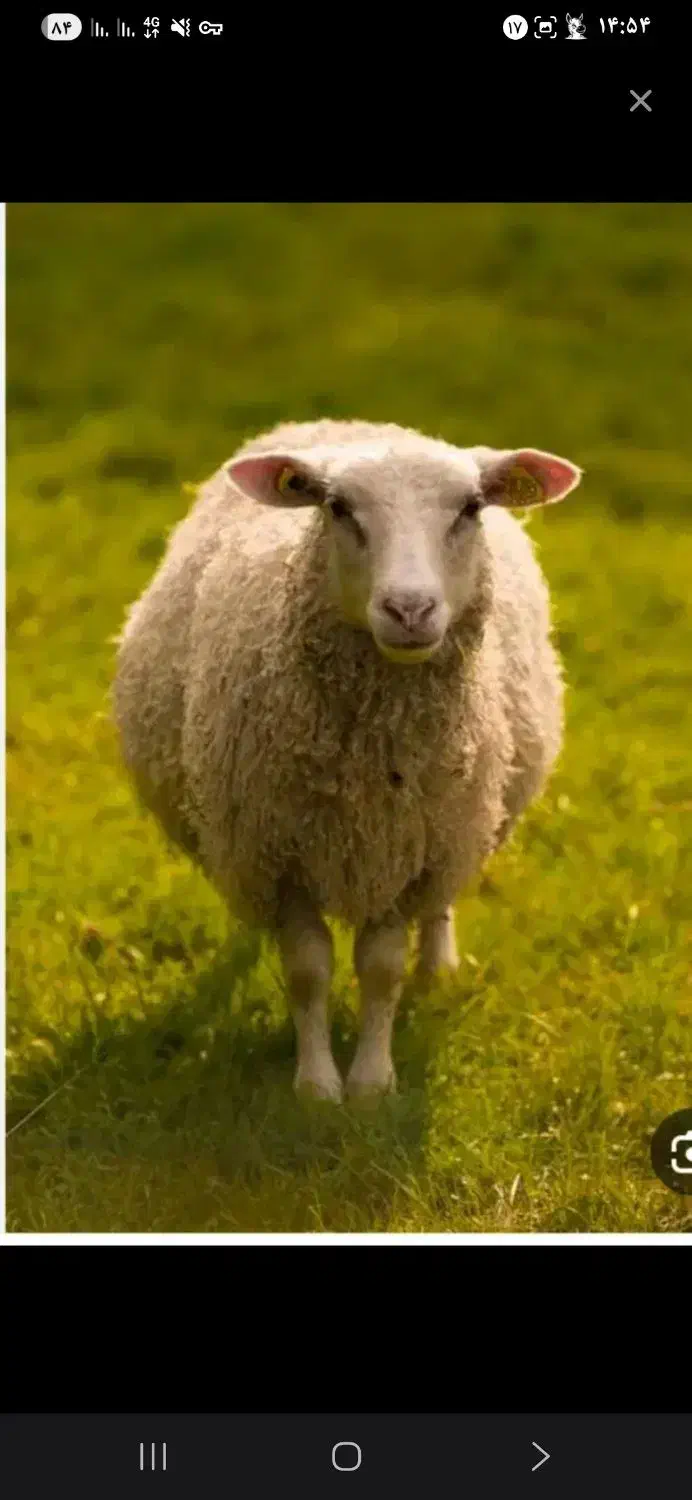 قصاب ذبح گوسفند و گوساله در محل شبانهروزی|حیوانات مزرعه|اسلامشهر, مطهری|دیوار