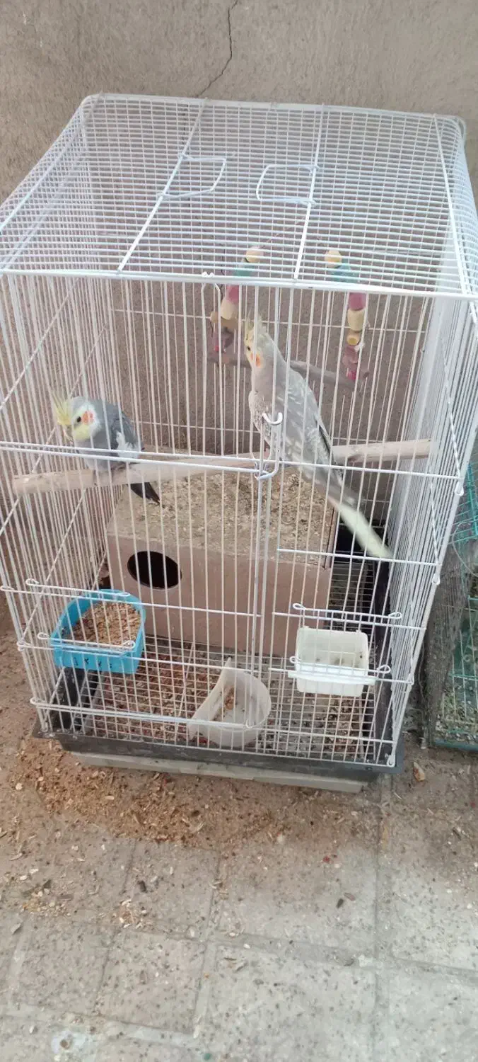 فروش عروس هلندی|پرنده|شیراز, گویم|دیوار