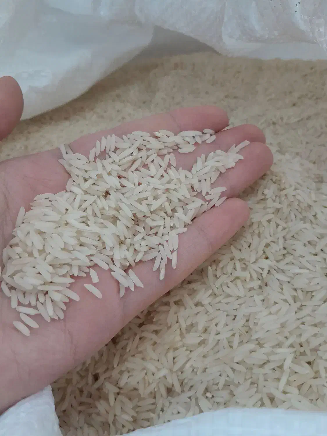 برنج هاشمی|خوردنی و آشامیدنی|اصفهان, شاهد|دیوار