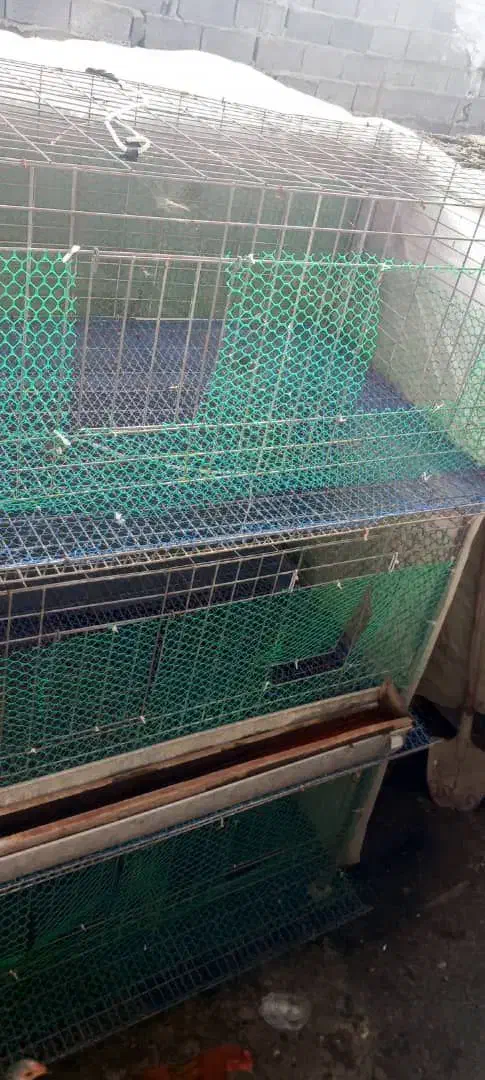 قفس کبوتر مرغ خروس و بلدرچین|لوازم جانبی حیوانات|رشت, جانبازان|دیوار